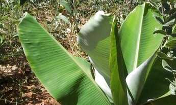 Imagem 5: Chácara Chácara com venda por R$35.000