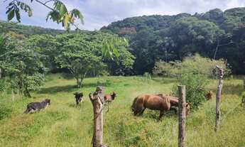Imagem 6: Chácara próximo a Alexandra ,fica a uns 40 km de matinhos