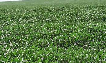 Imagem 5: Fazenda para Venda em Paranatinga, 000