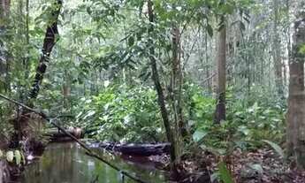 Imagem 5: TERRENO COM IGARAPÉ