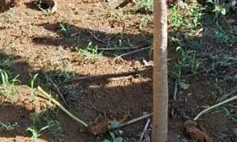 Imagem 4: ? MEGA OPORTUNIDADE! CHÁCARA DE 5 HECTARES POR R$ 120 MIL