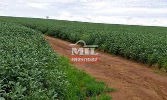 Imagem 3: Fazenda 255 Alqueires (1.234 Hectares) Palmas - To