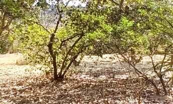 Imagem 7: Oportunidade! Chácara no Valparaíso