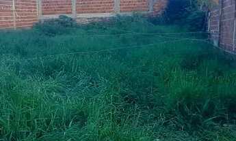 Imagem 2: Vendo / troco Lote samambaia