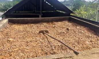 Imagem 6: Vendo Fazenda De Cacau Em Gandu