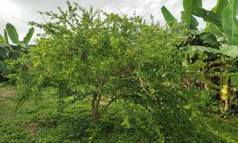 Imagem 5: Mini Chácara Chácara com venda por R$50.000