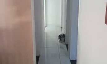 Imagem 7: Aluguel apartamento