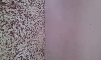 Imagem 3: Aluga quitenete prox. a FAT