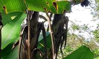 Imagem 2: Venda Terreno / lote com venda com preço sob consulta