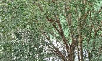 Imagem 4: Casa com ponto de comércio em Paraibuna SP