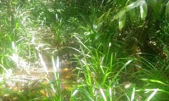 Imagem 6: Terreno 30.000m2