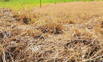 Imagem 5: Terreno 2 min da Lagoa do Siri