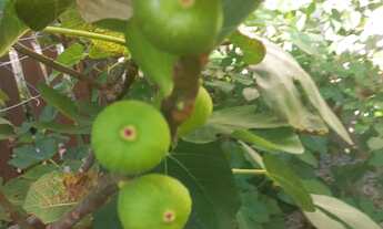 Imagem: VENDO CADA NA DESEJADA ILHA DE FLORIANOPOLIS