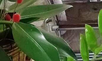 Imagem 2: Vende se Apartamento com 3 dormitórios