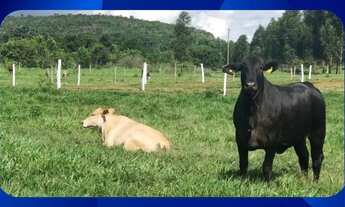 Imagem: LOTE DE TERRAS RURAIS DENOMINADO SITIO ALVORADA
