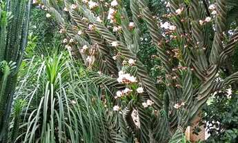 Imagem 7: VENDE-SE CHÁCARA 710MTS COM CONSTRUÇÃO 200MTS