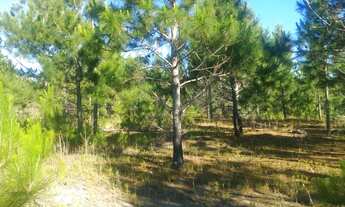 Imagem 4: 1246 hactares - Mostarda RS - cód 70