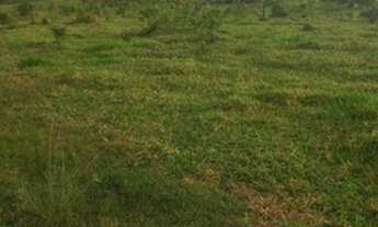 Imagem: 70 alqueires Guarantã do norte-MT