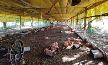 Imagem 6: 33 hectares. Boa de Agua. Terenos MS