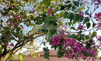 Imagem 7: Adolfo - Chácara - Jardim Morumbi