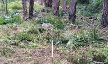 Imagem: Dois terrenos na vila de Cucurunã o primeiro