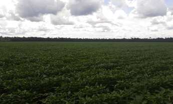 Imagem 3: Fazenda proximo Sinóp-MT