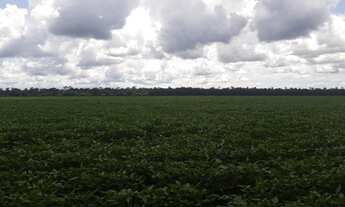 Imagem: Fazenda proximo Sinóp-MT