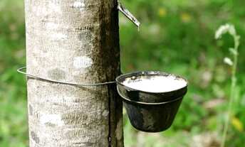 Imagem 2: 34 de seringueira em Auriflama