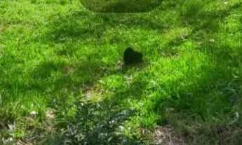 Imagem: Chácara a venda