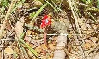 Imagem 3: Lote em condomínio antigo - Aceita permuta