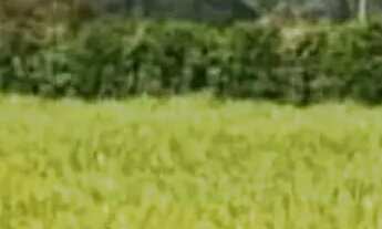 Imagem: Lotes de 500 metros quadrados em Vargem