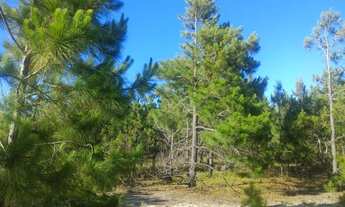 Imagem 3: 1246 hactares - Mostarda RS - cód 70