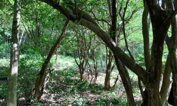 Imagem 6: Chacara 15.000m² no perimetro urbano de Almeida, riacho nos fundos