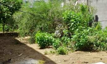 Imagem: Lote Bairro Cidade Nova. CÓD. L073. 193