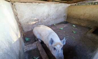 Imagem 5: Linda Chácara em Guapó GO !