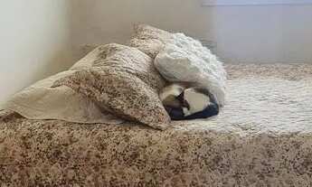 Imagem 5: APARTAMENTO 2 QUARTOS, 61 METROS, CONDOMÍNIO CLUBE VITALITÁ