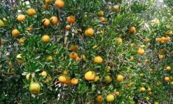 Imagem 5: Sitio em itaborai