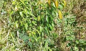 Imagem: Terreno em Joanopolis