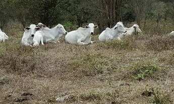 Imagem 4: Excelente fazenda de 6.000t , com sede, curral, represas, poços e pastagem