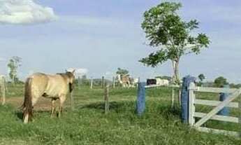 Imagem: Vendo Fazendo em Crato - AC