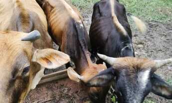 Imagem 4: Chácara próximo a Alexandra ,fica a uns 40 km de matinhos
