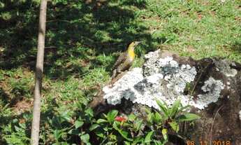 Imagem 4: Sítio em área nobre da Borrussia