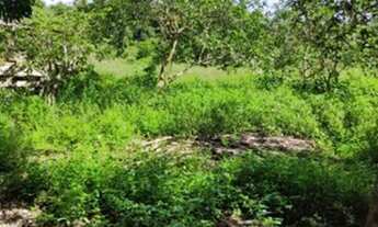 Imagem 2: Vende-se uma chácara proximo a cotrel