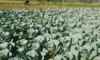 Imagem 4: Vende-se fazenda em Brejoes x Ubaíra