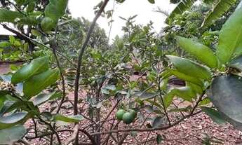 Imagem 7: Chacarra 4500 mts