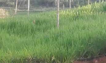 Imagem 6: Vendo um lote 300 metros 5 minutos do centro de Ibirité