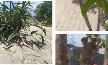 Imagem: Vendo sitio situado lt br gt lt br gt