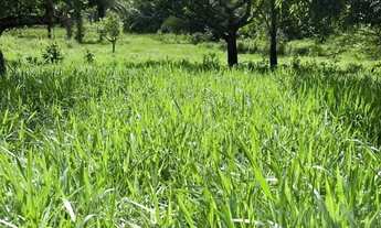 Imagem 4: Sítio para Venda em Flexeiras, Centro, 3 dormitórios, 1 banheiro