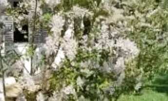 Imagem 2: Casa com 4 dormitórios, 362 m² - venda por R$ 4.500.000,00 ou aluguel por R$ 25.325,00/mês