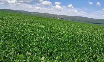Imagem 7: Fazenda de 350 alqueires, (840 hectares), na regiao do Município de Ipameri Goia